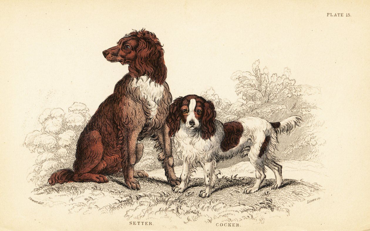 Setter and Cocker Spaniel, Canis lupus familiaris by William Home Lizars