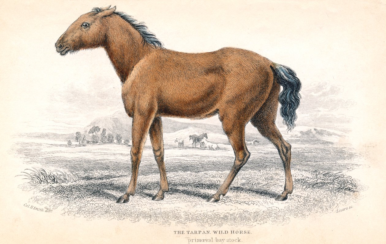 Tarpan by William Home Lizars