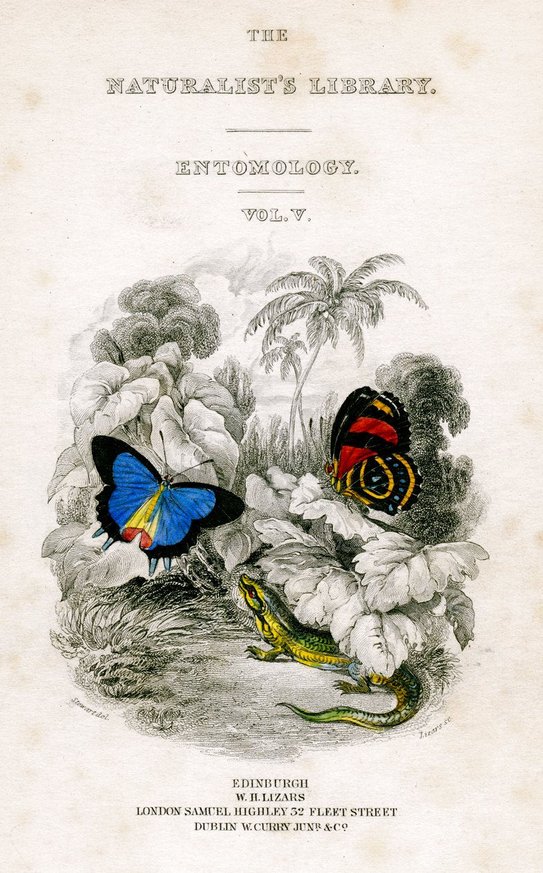The Naturalist