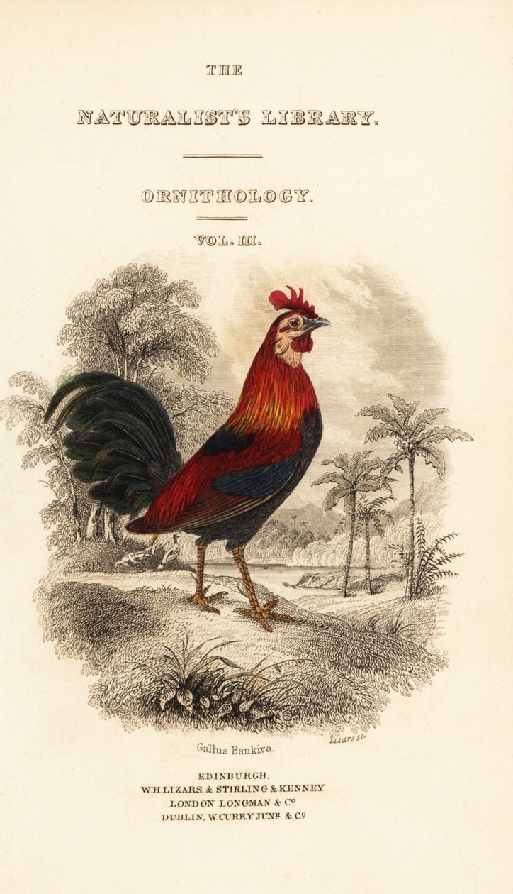 Titlepage with vignette of red junglefowl (Javan), Gallus gallus bankiva by William Home Lizars