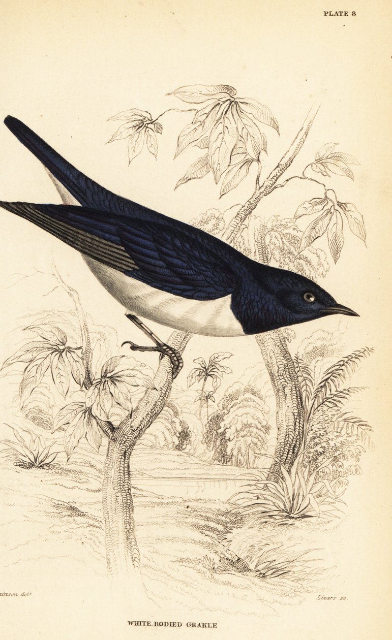 Violet-backed Starling, Cinnyricinclus leucogaster (White-bodied Grakle ...