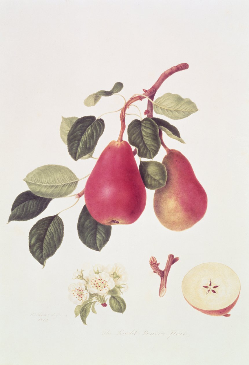 The Scarlet Beurree Pear, 1819 by William Hooker