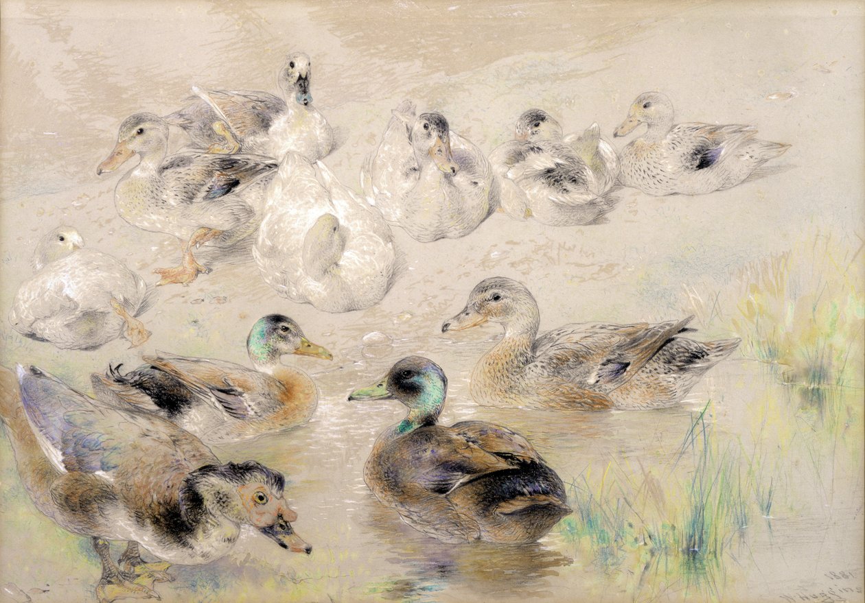 Study of Ducks by William Huggins