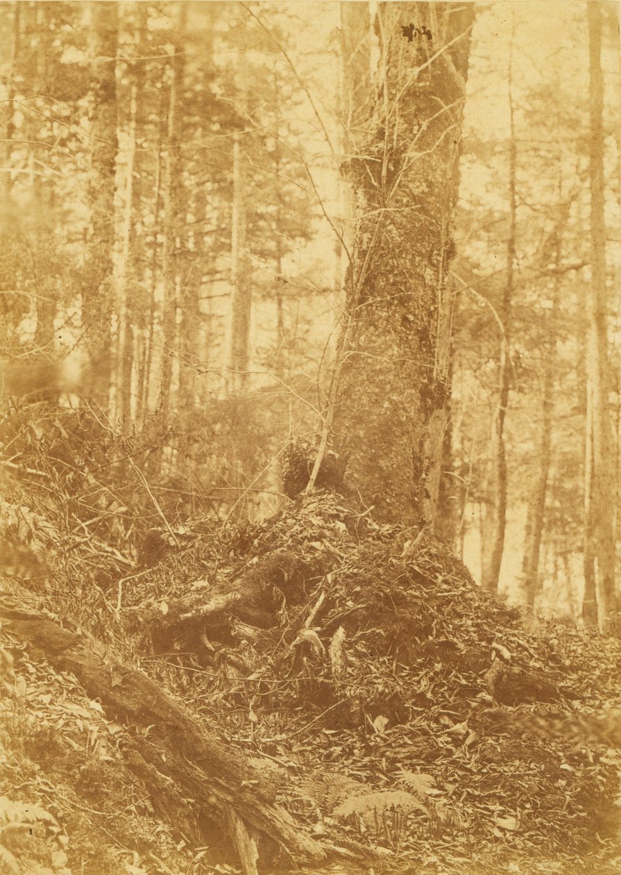 Untitled, from the portfolio The Forest: Adirondack Woods by William James Stillman