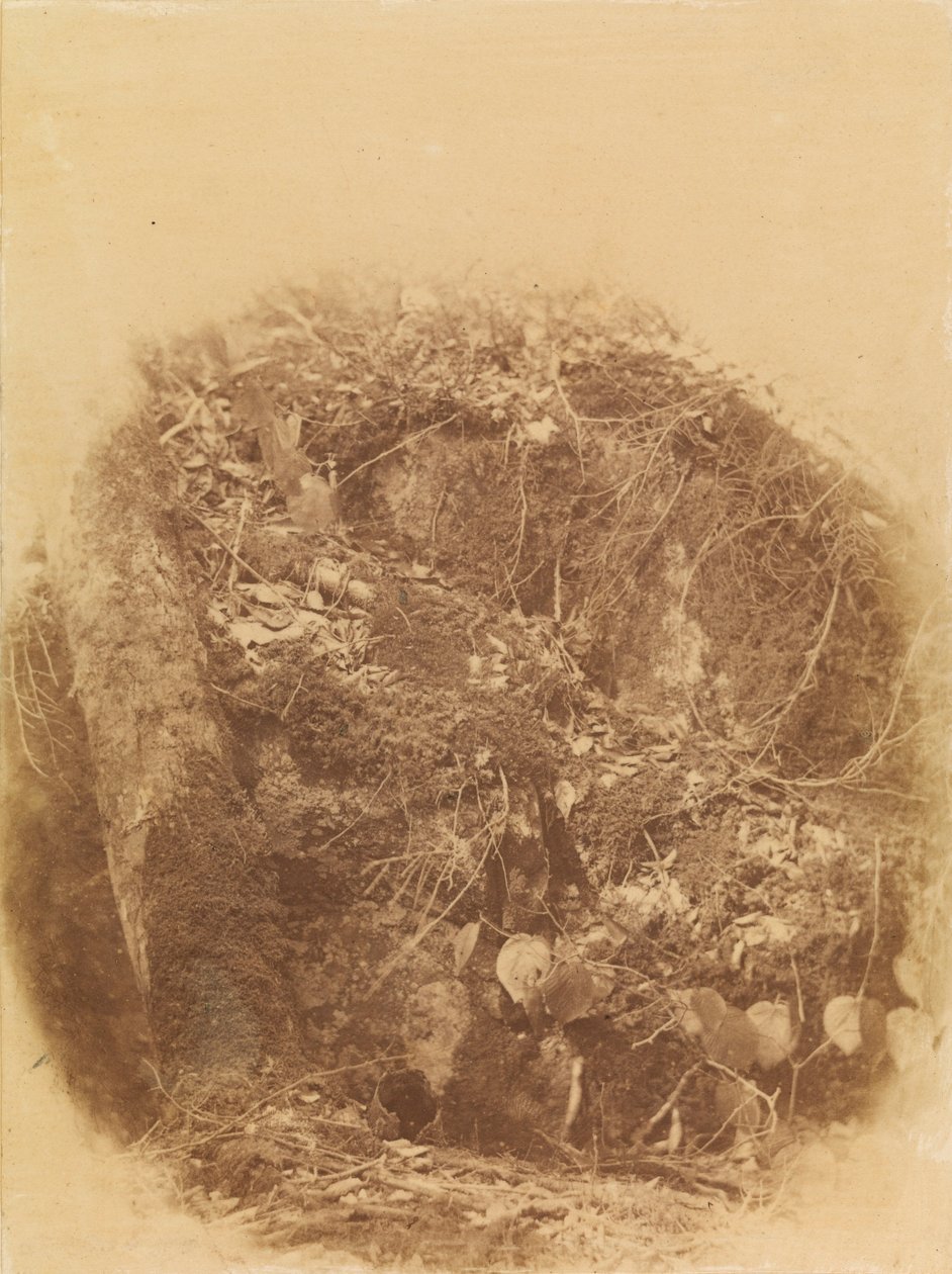 Untitled, from the portfolio The Forest: Adirondack Woods by William James Stillman