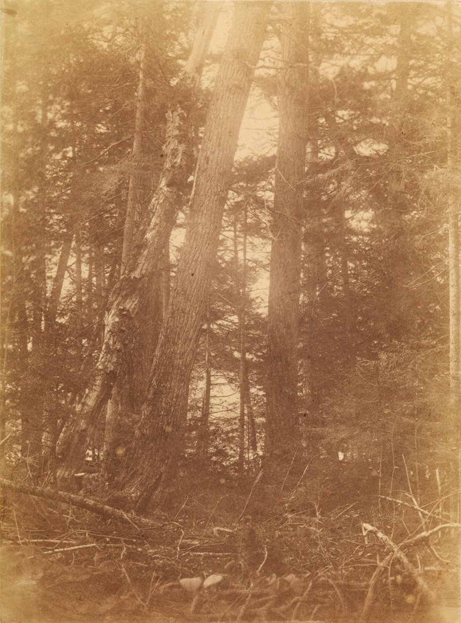Untitled, from the portfolio The Forest: Adirondack Woods by William James Stillman