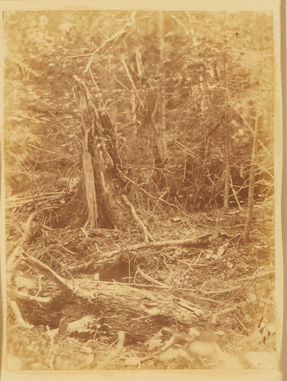 Untitled, from the Portfolio 