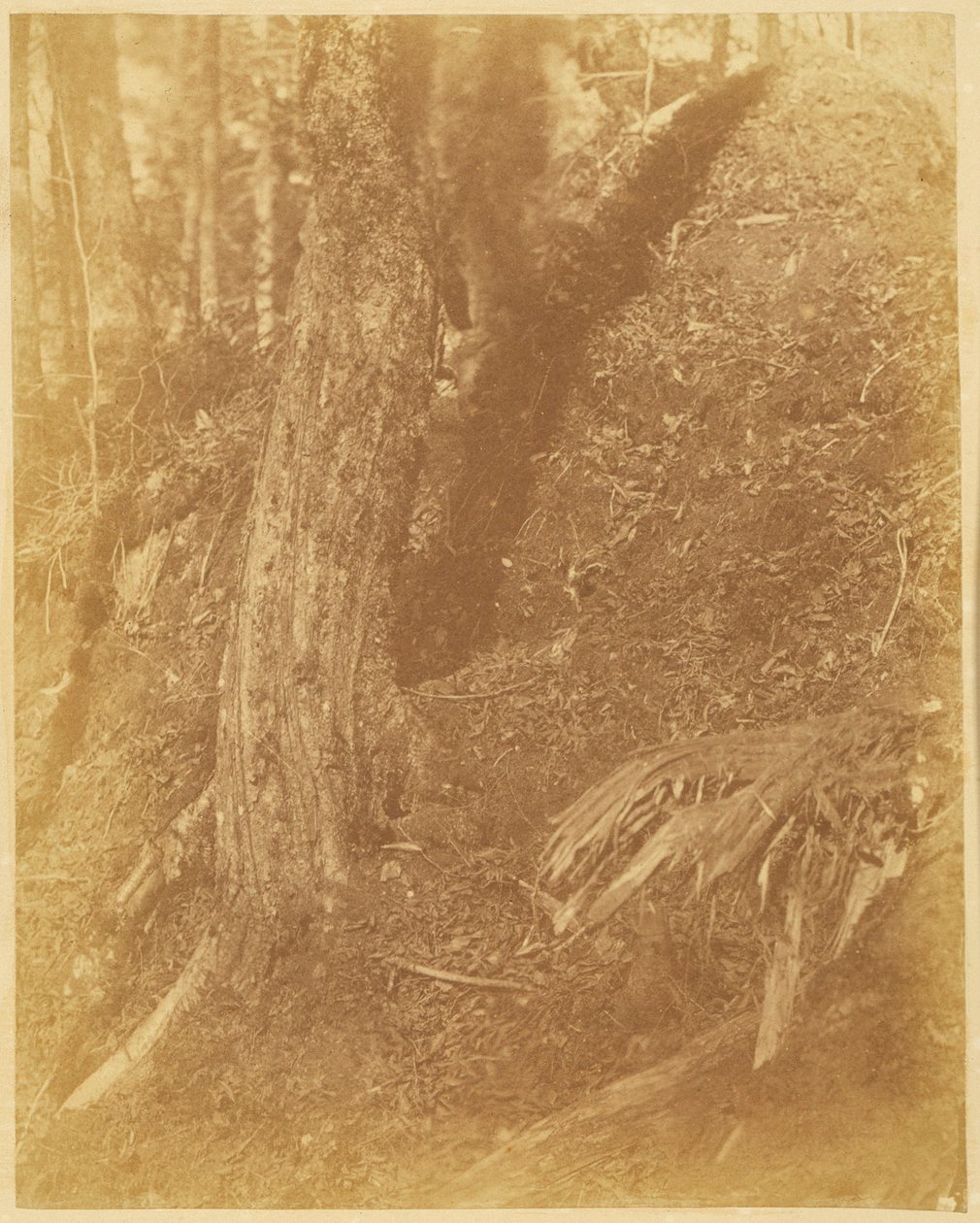Untitled, from the portfolio The Forest: Adirondack Woods by William James Stillman