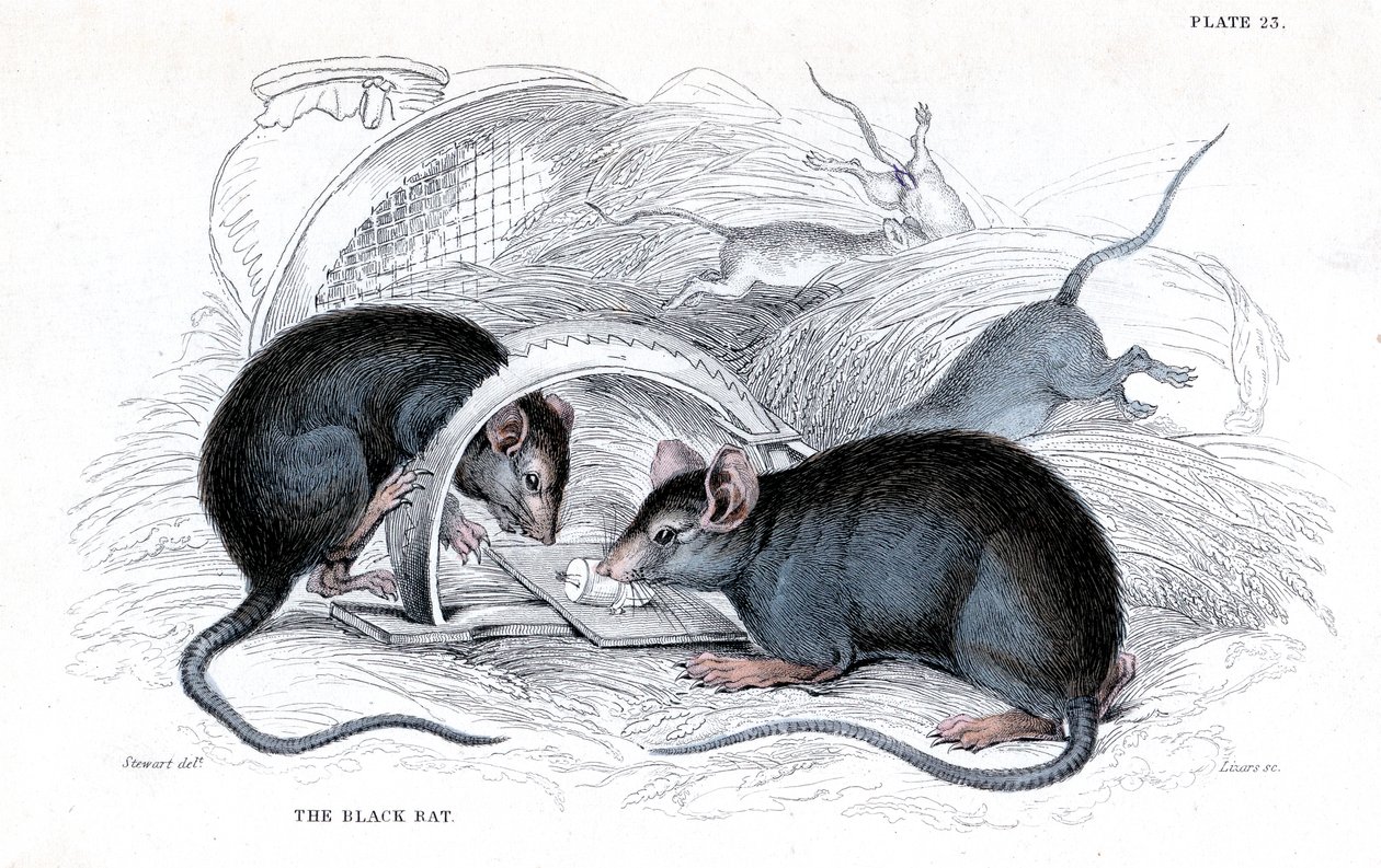 Engraving of Black Rat Caught in Trap, 1838 by William Jardine