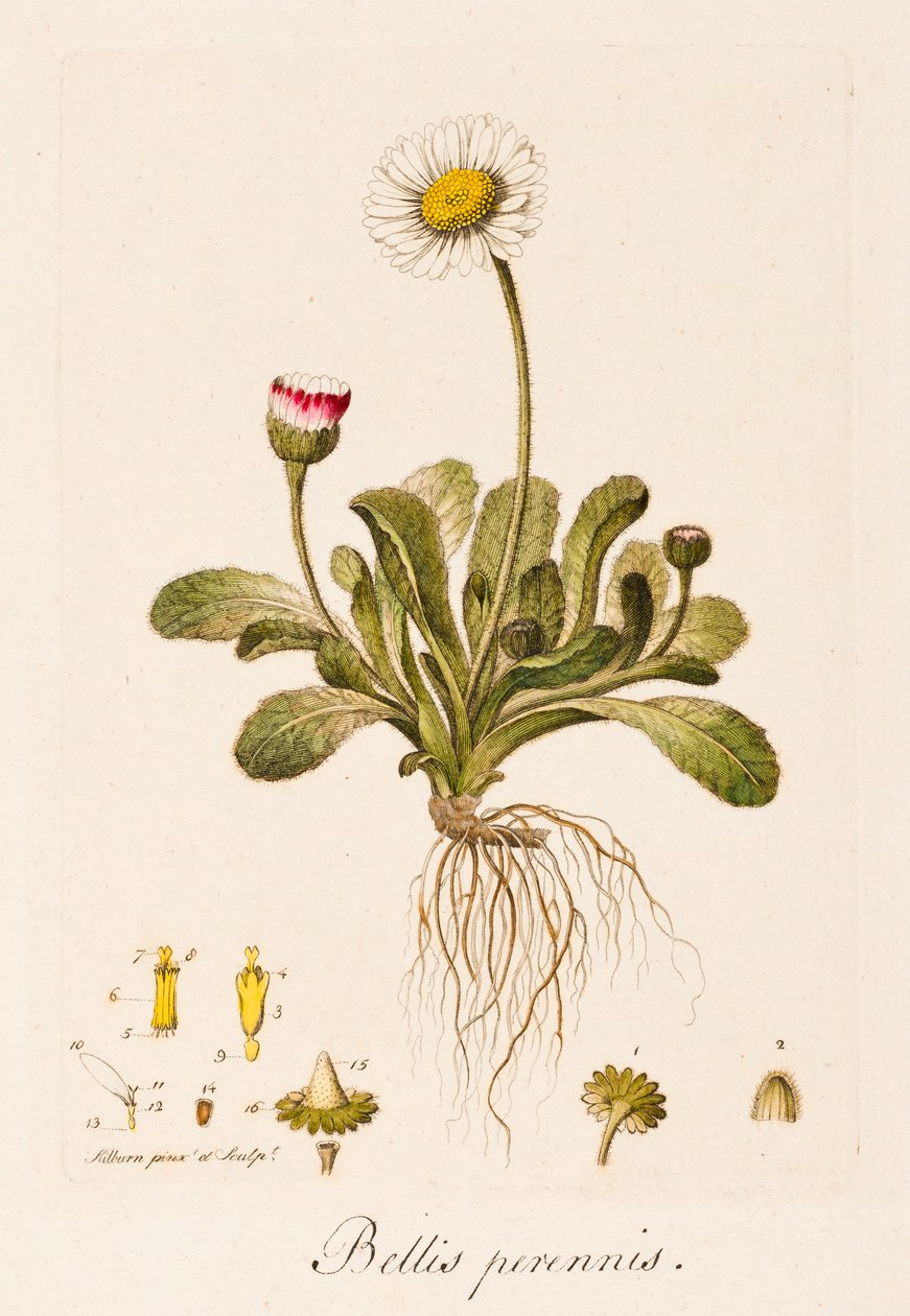 Daisy by William Kilburn