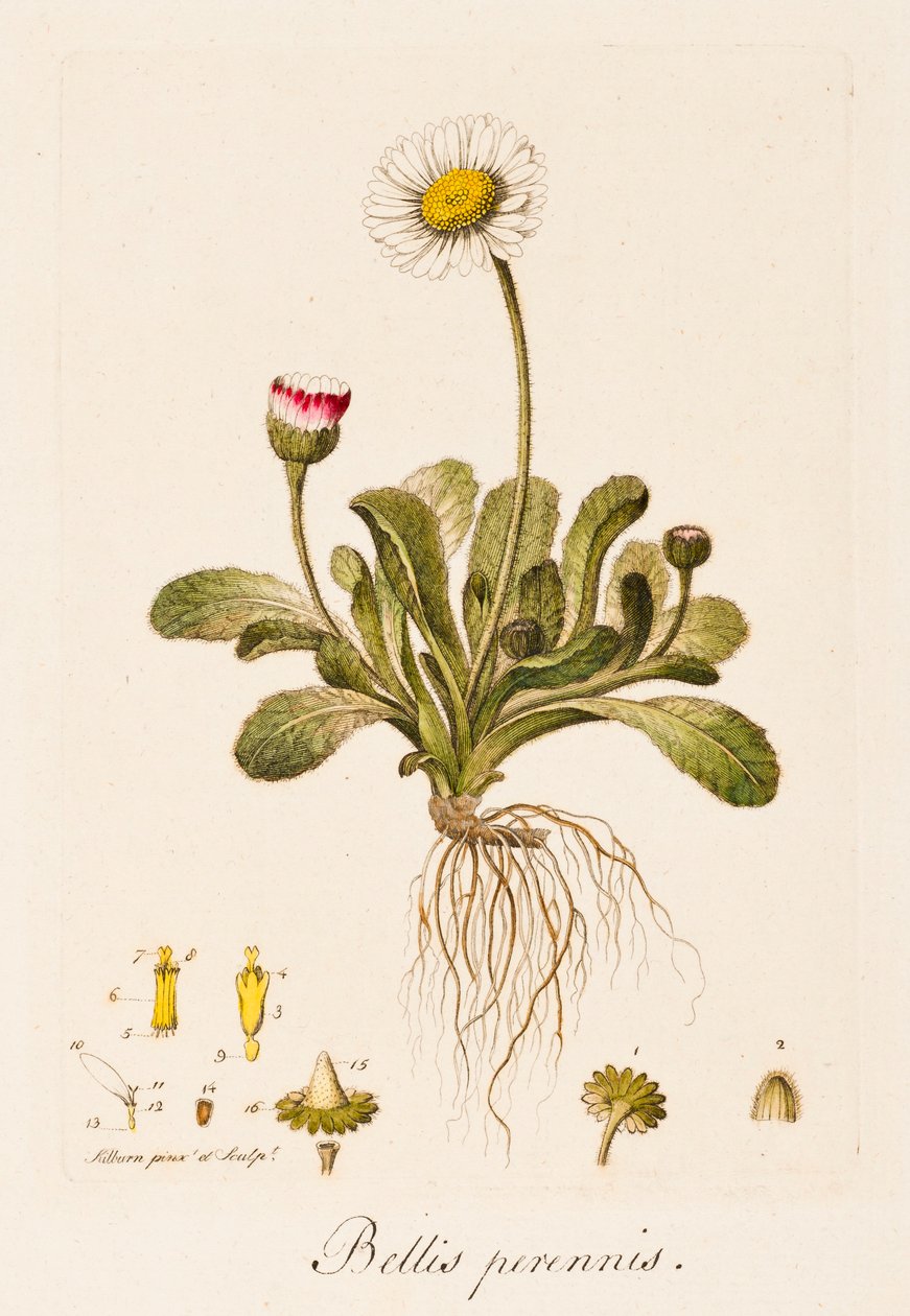 Bellis perennis, Daisy, c1770-1790.  by William Kilburn