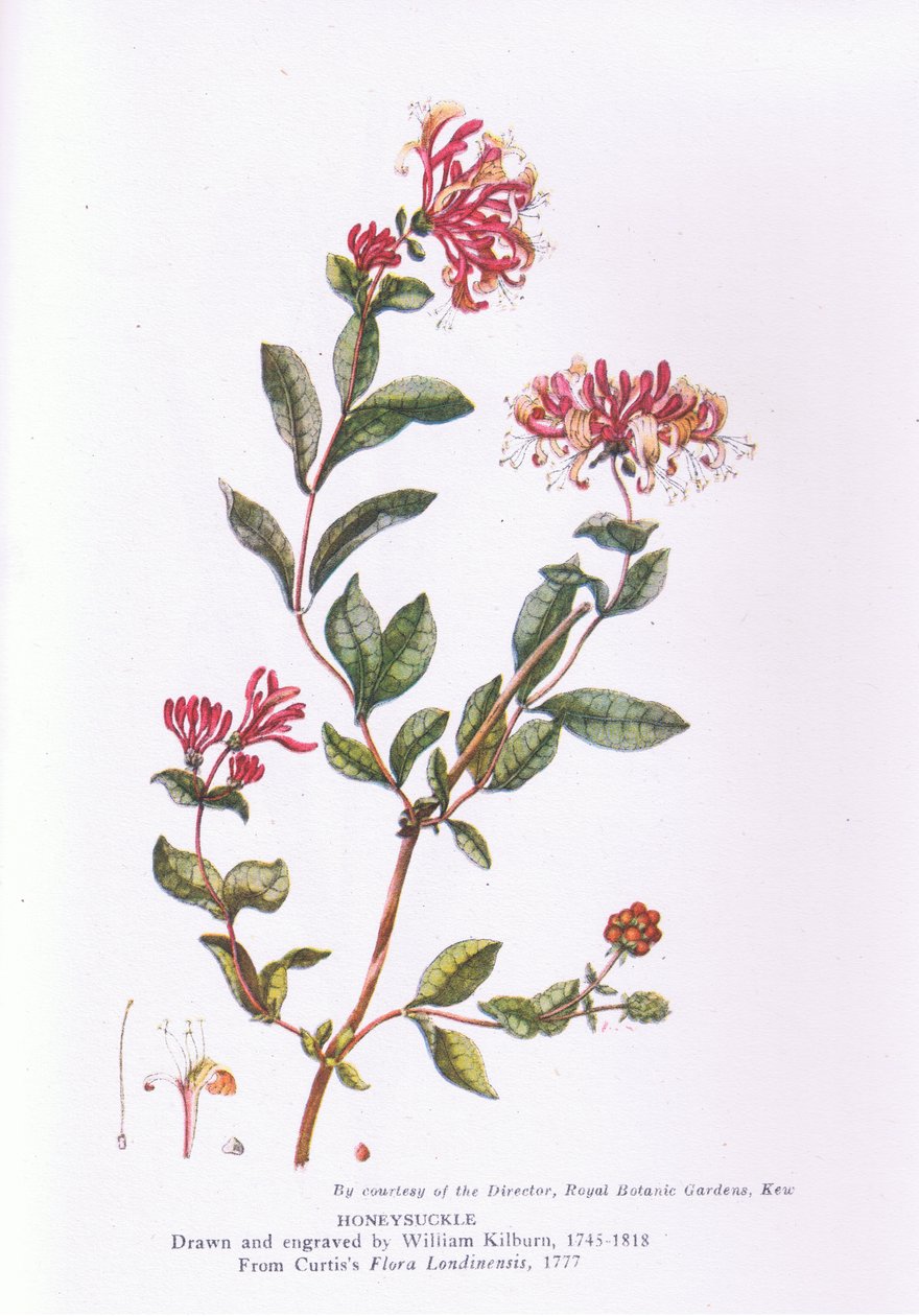 Honeysuckle, Nature in Britain Published by Collins, 1946 by William Kilburn