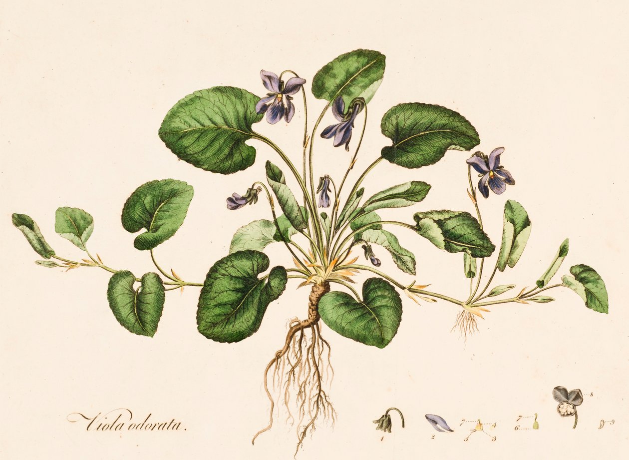 Viola odorata, Sweet Violet, c1770-1790.  by William Kilburn