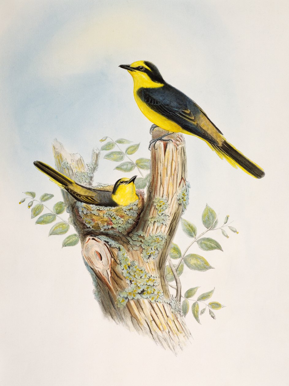 Brown-rumped Minivet (Pericrocotus cantonensis), lithograph from Birds of Asia by William Matthew Hart