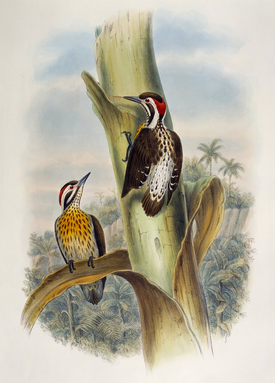 Philippine Pygmy Woodpecker (Dendrocopos maculatus), lithograph from Birds of Asia by William Matthew Hart