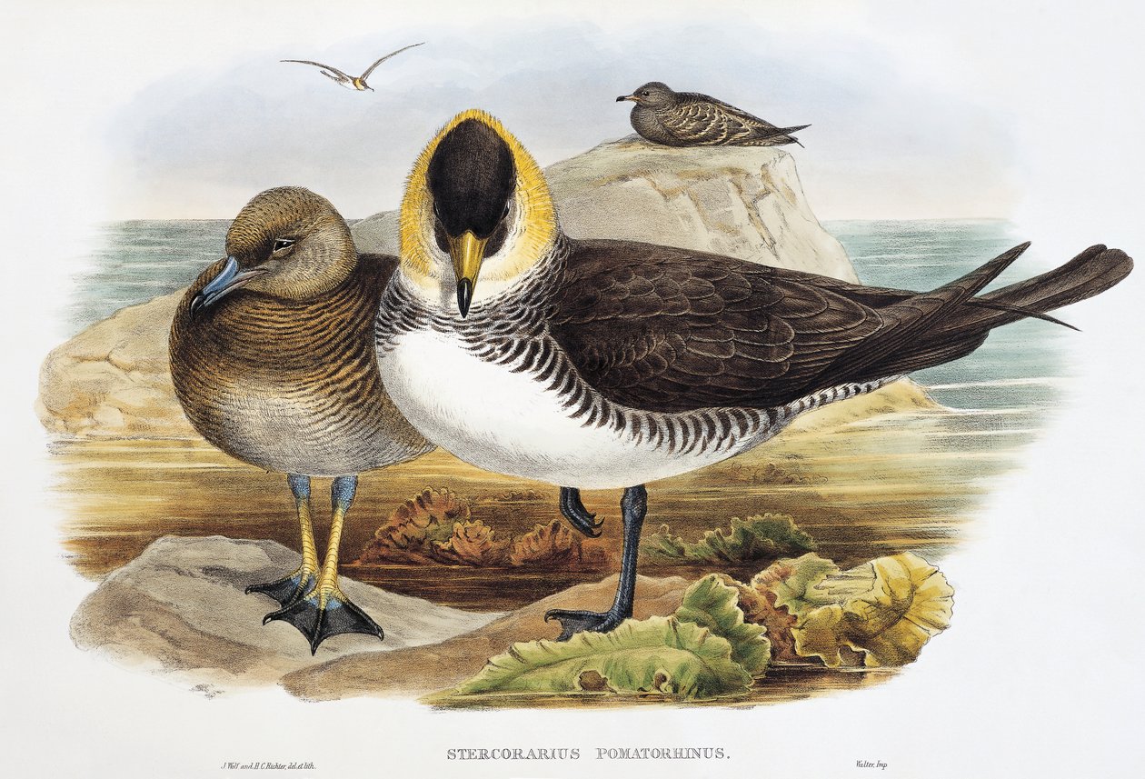 Pomarine Jaeger, lithograph from Birds of Great Britain by William Matthew Hart