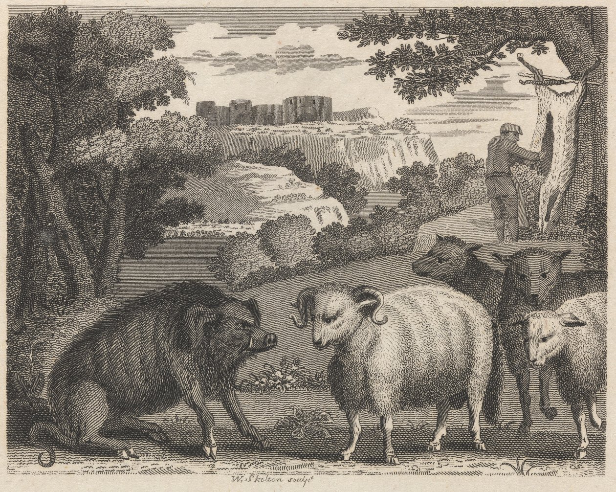 The Wild Boar and the Ram by William Skelton
