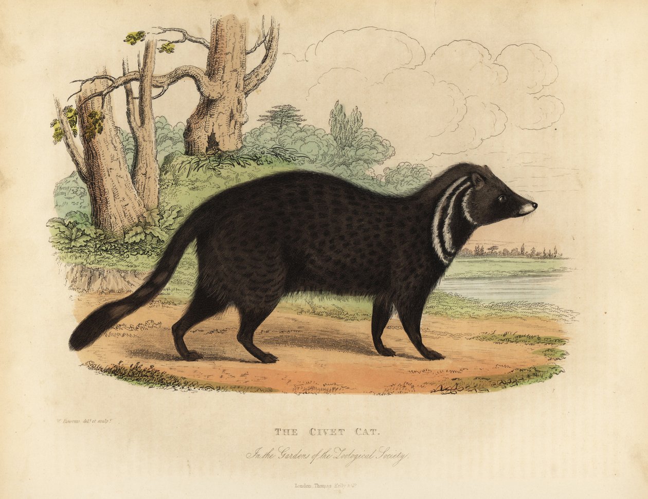 African civet, Civettictis civetta by William Smellie