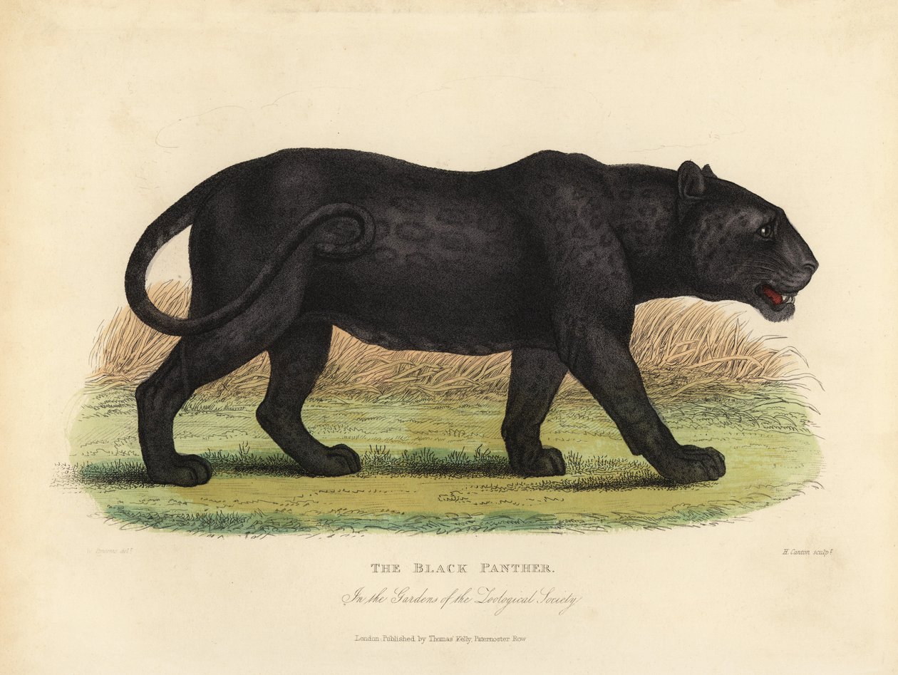 Black Panther, Panthera Pardus or Panthera Onca