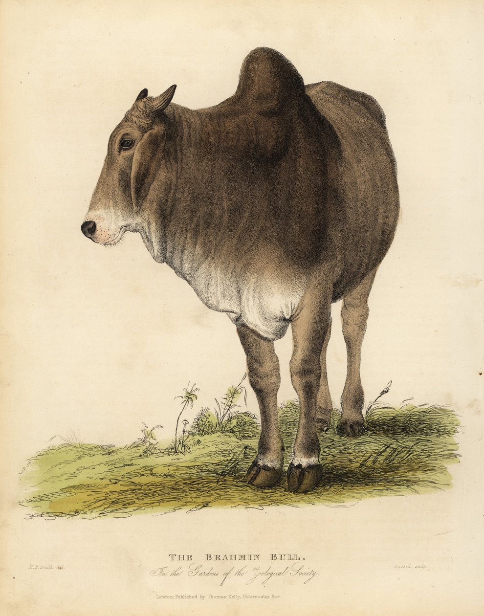 Brahma Breed of Zebu Cattle, Bos Taurus Indicus by William Smellie