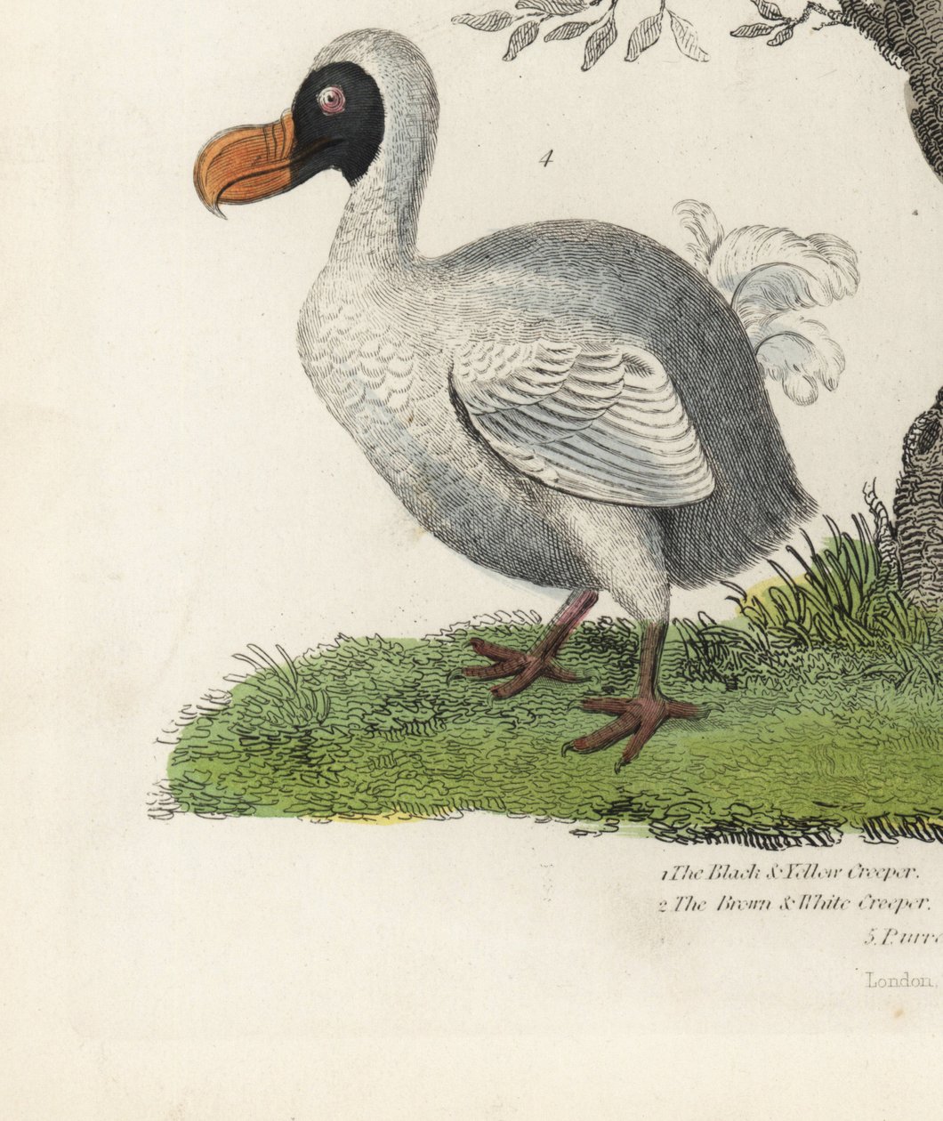 Dodo, Raphus cucullatus, extinct flightless bird by William Smellie