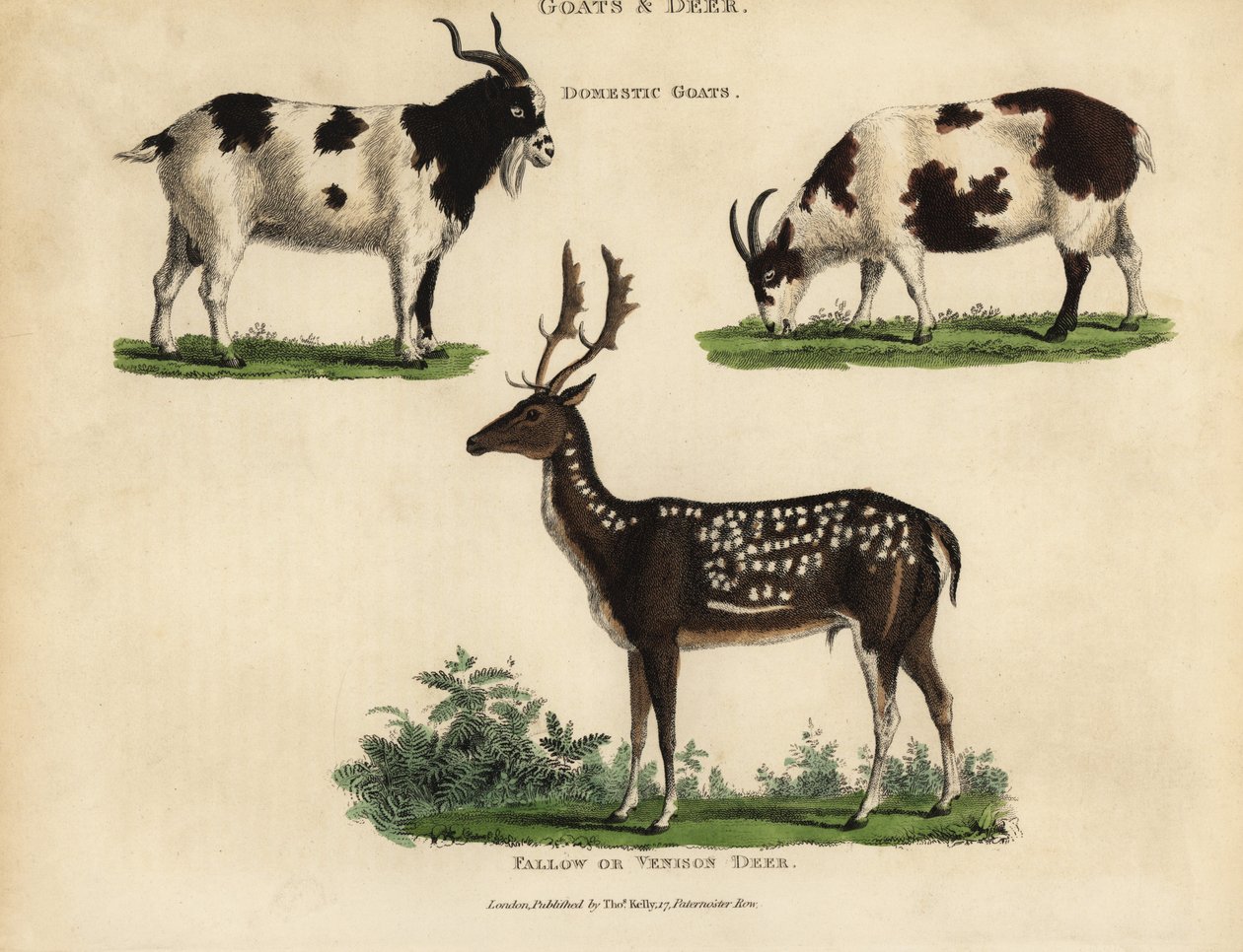 Domestic Goats and Fallow or Venison Deer by William Smellie