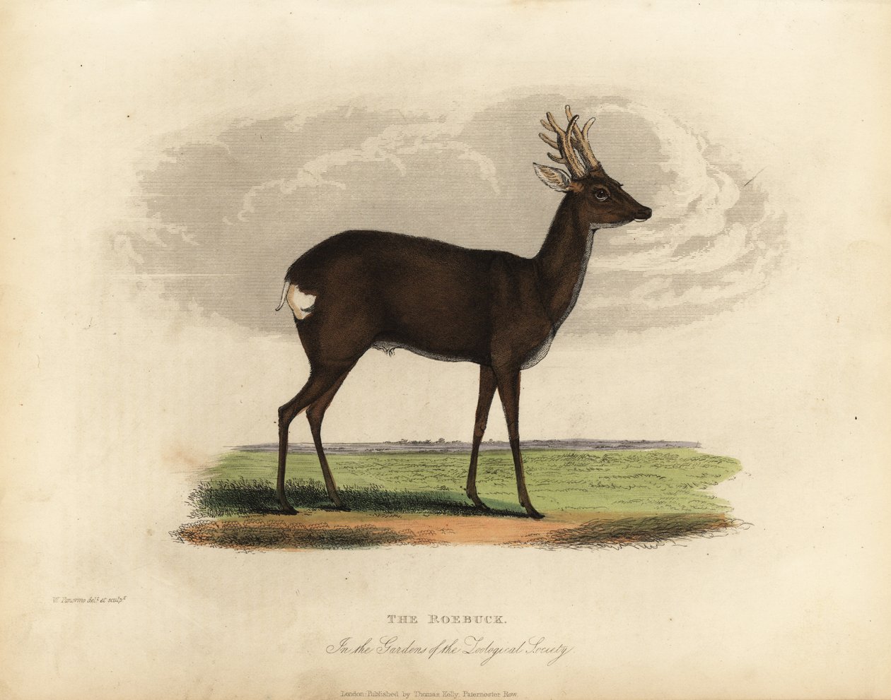 European roe deer, Capreolus capreolus. by William Smellie