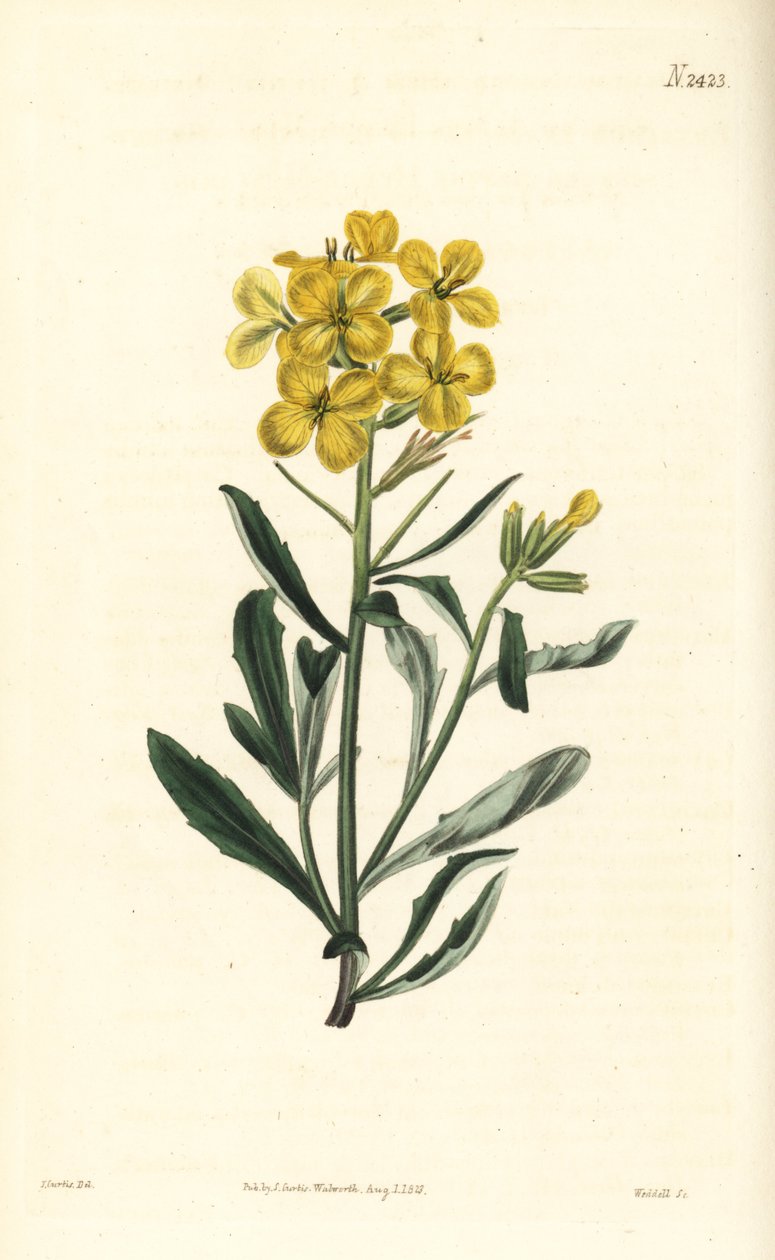 Smelly wallflower, Erysimum odoratum (Sweet-scented alpine hedge mustard, Erysium lanceolatum minus). Handcoloured copperplate engraving by Weddell after a botanical illustration by John Curtis from William Curtis