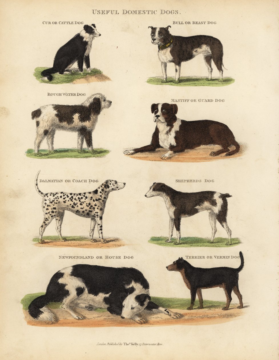 Useful Domestic Dogs, Canis Lupus Familiaris by William Smellie