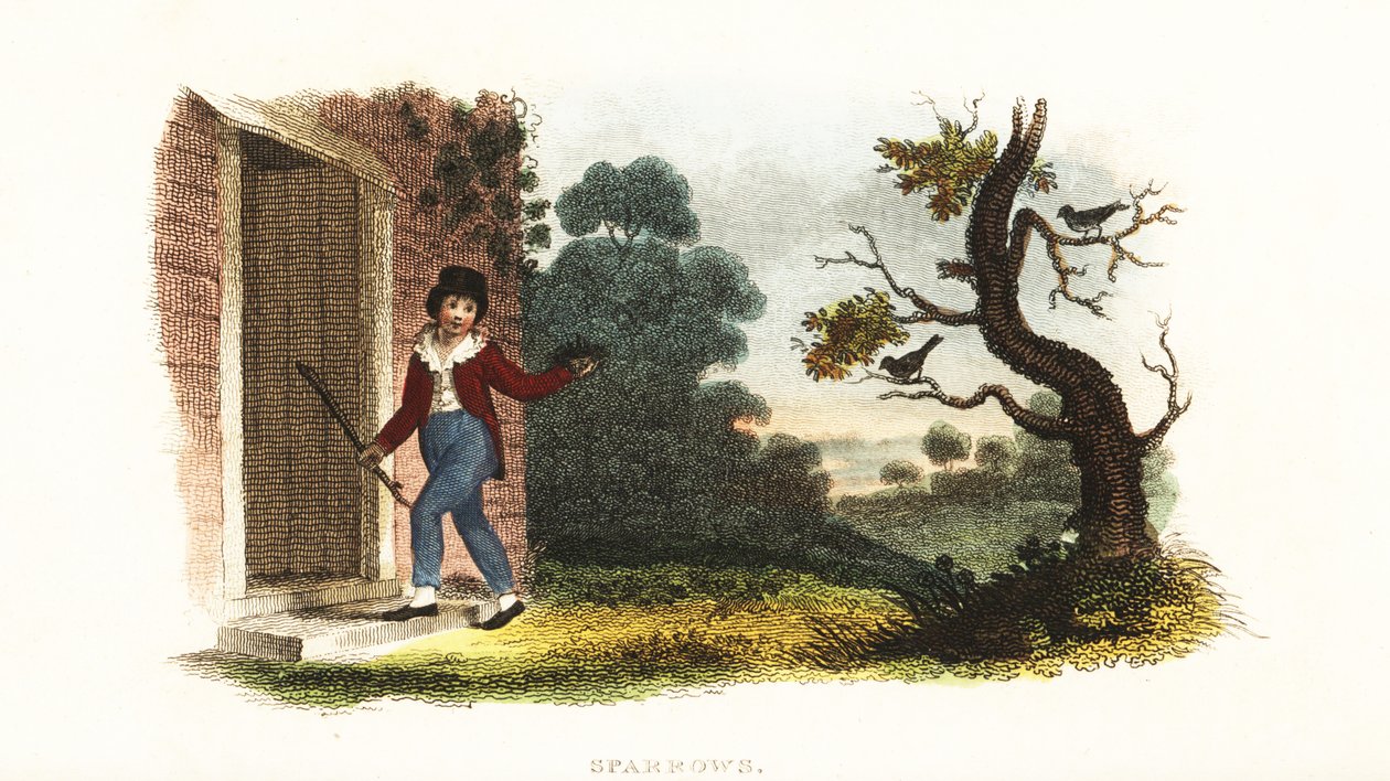 William Smellie, as a boy, taking a nest of young sparrows from their parents in an experiment by William Smellie