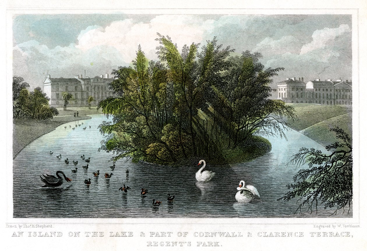 Island on the Lake and Part of Cornwall and Clarence Terraces, Regents Park, London by William Tombleson