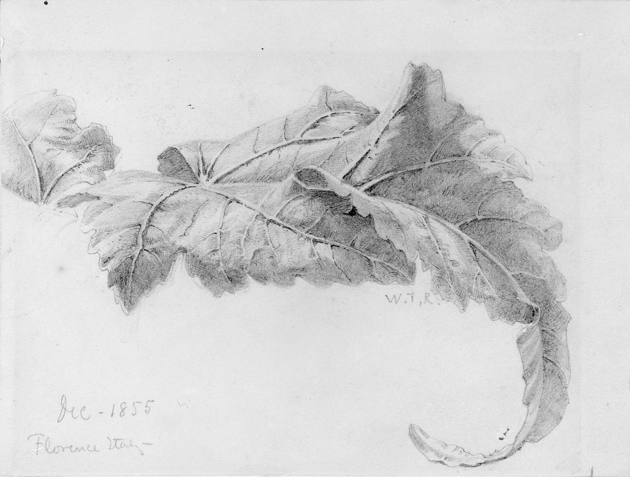 Leaves by William Trost Richards