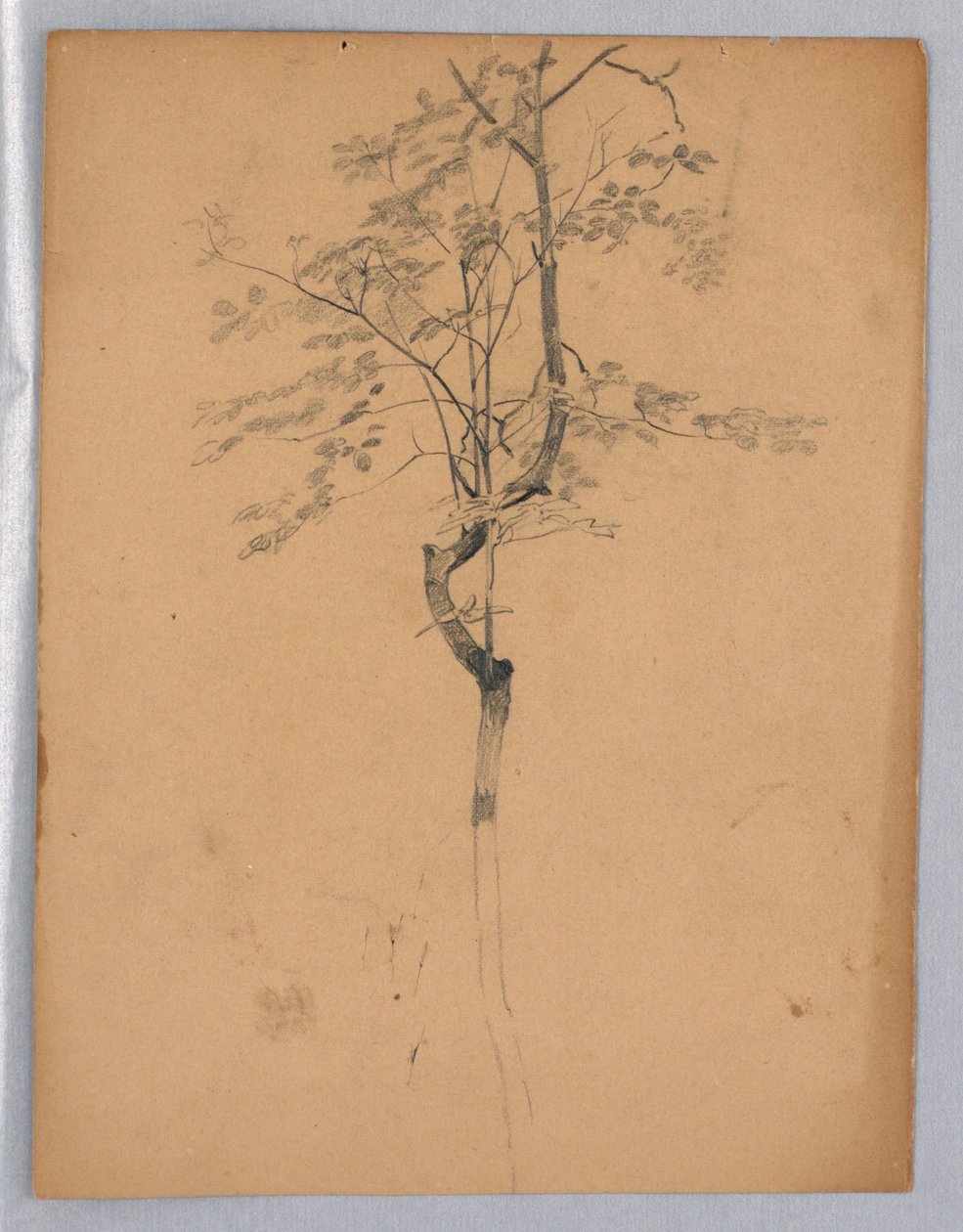 Study of Foliage by William Trost Richards