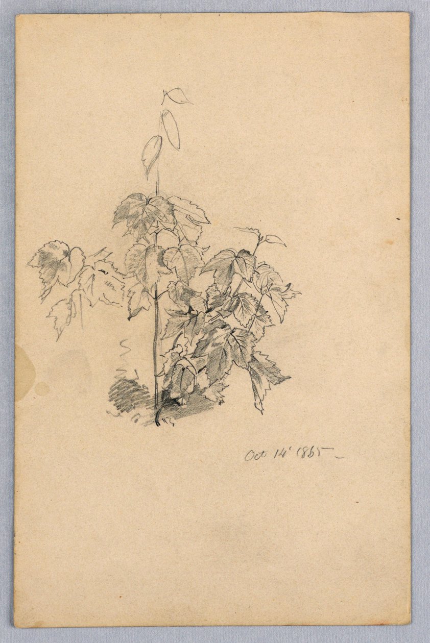 Study of Foliage by William Trost Richards