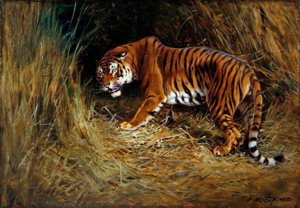 A Prowling Tiger by William Woodhouse