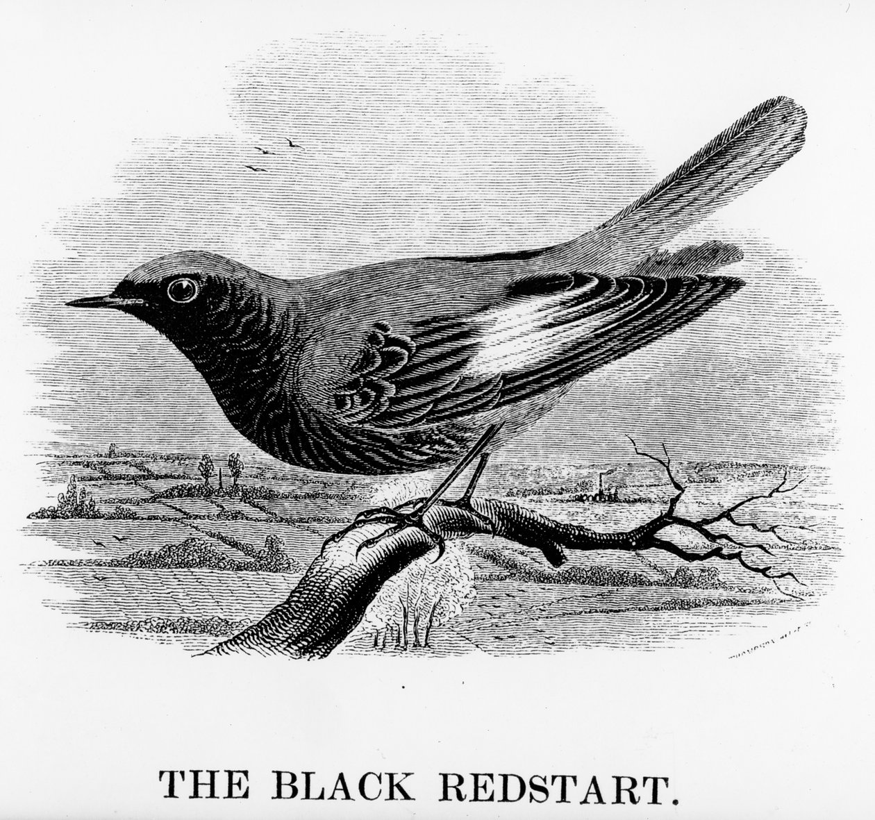 The Black Redstart, illustration from 