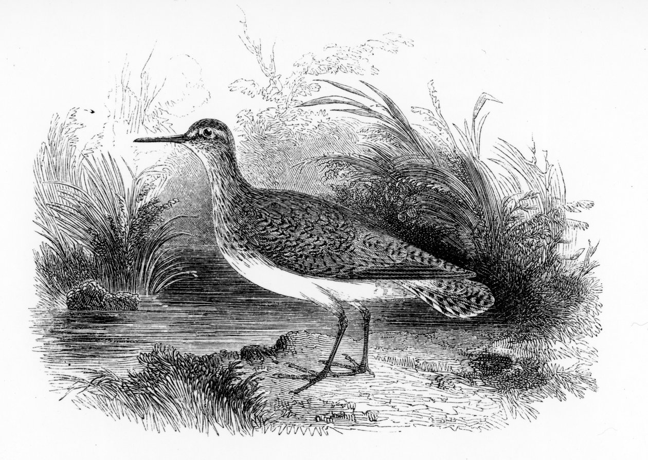 The Common Sandpiper, illustration from 