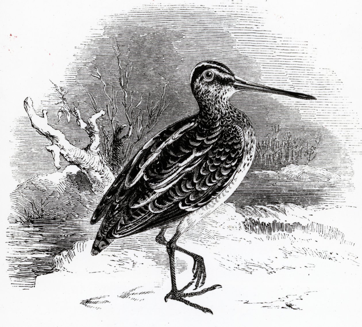 The Common Snipe, illustration from 