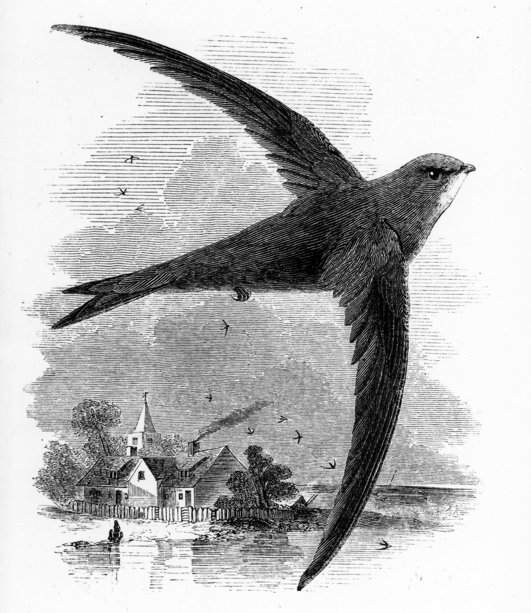 The Common Swift, Illustration from 