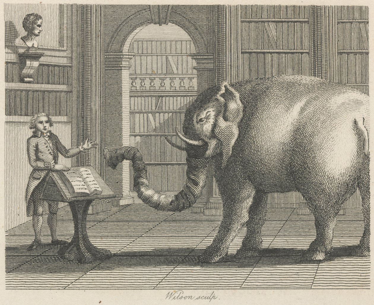 The Elephant and the Bookseller by Wilson