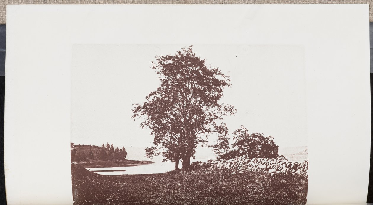 Locust Trees on the Banks of Bass River in Beverly by Wilson Flagg
