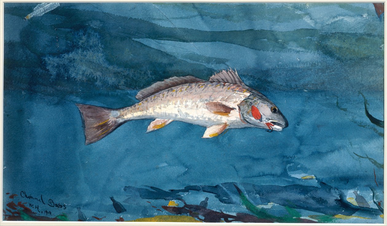 Channel Bass by Winslow Homer