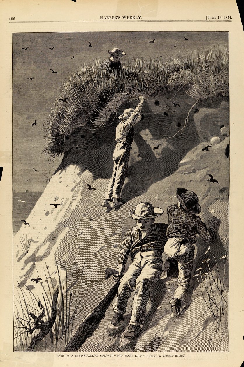Raid on a Sand-Swallow Colony--How Many Eggs? by Winslow Homer