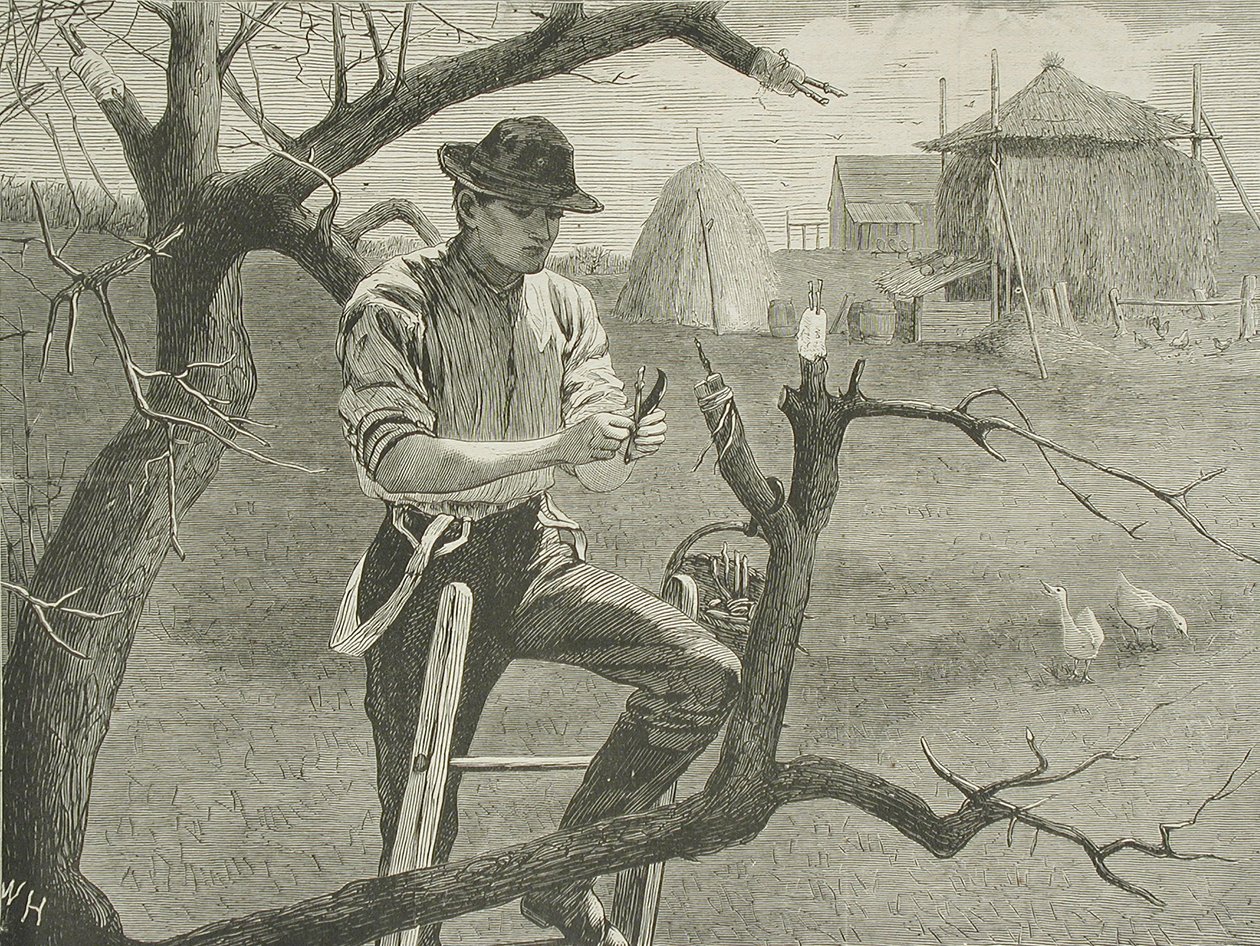 Spring Farm Work - Grafting by Winslow Homer