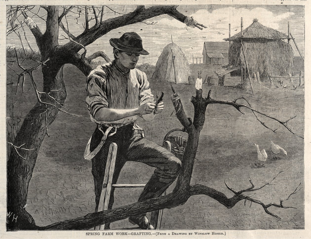 Spring Farm Work - Grafting by Winslow Homer
