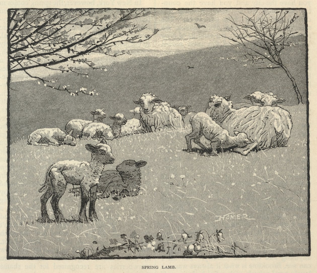 Spring Lamb by Winslow Homer