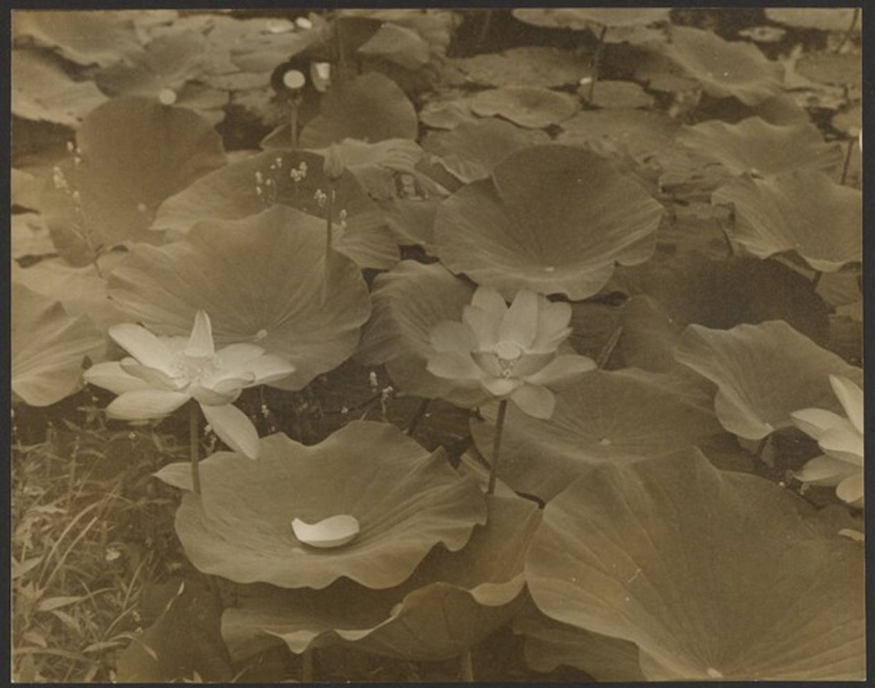 Lotus by Yasuo Kuniyoshi