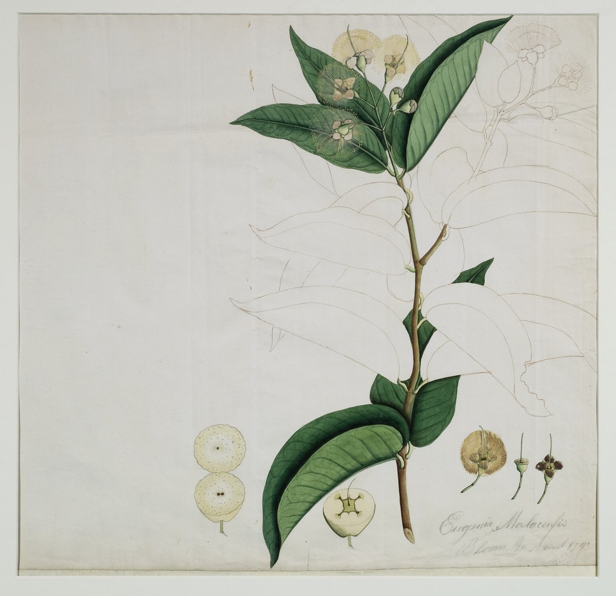 Syzygium aqueum (Burm. f.) Alston (Water rose apple), 1787 by Zayn al-Din Zayn al-Din