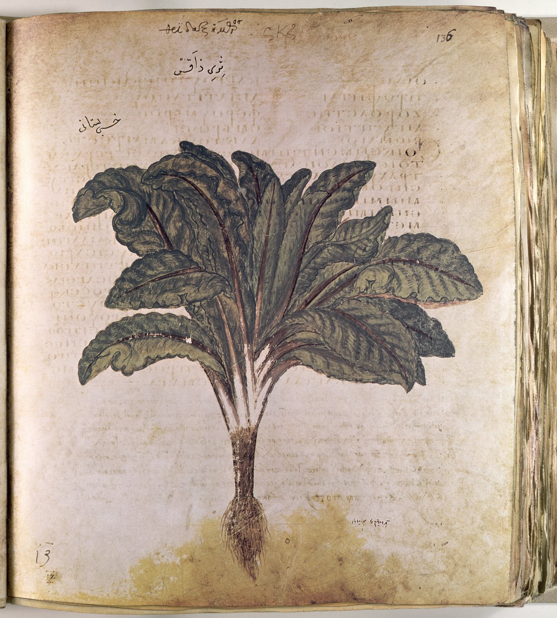 Herbals Lettuce by Ferdinand Georg Waldmuller