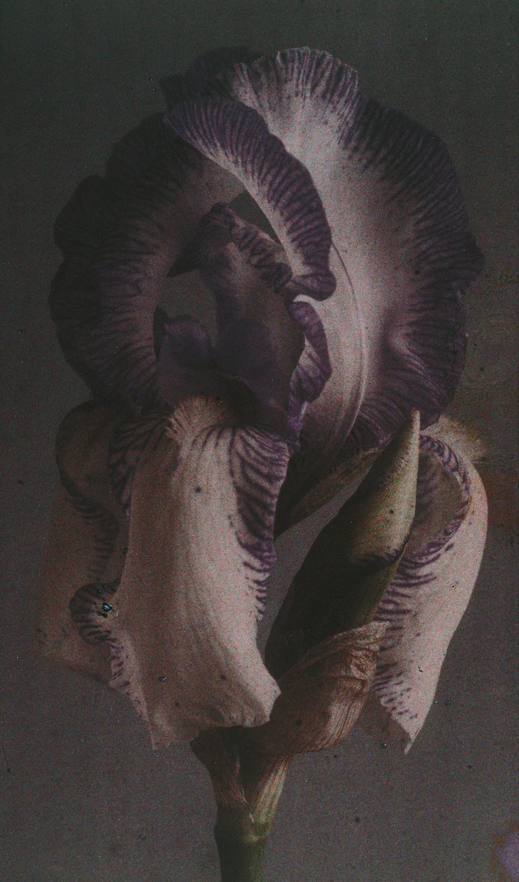 Iris germanica by Frederick (attr. to) Barnard